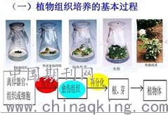 生物技術(shù)在化妝品研究開發(fā)中的應(yīng)用 細(xì)胞技術(shù)的創(chuàng)新與展望