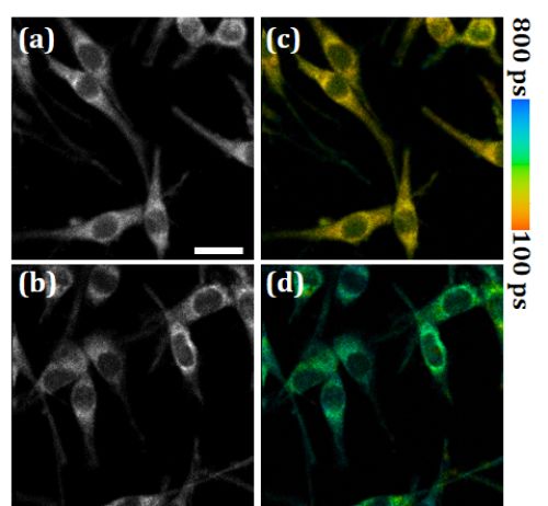 深圳先進(jìn)院研制出近紅外二區(qū)熒光壽命成像系統(tǒng) 細(xì)胞技術(shù)研發(fā)和應(yīng)用