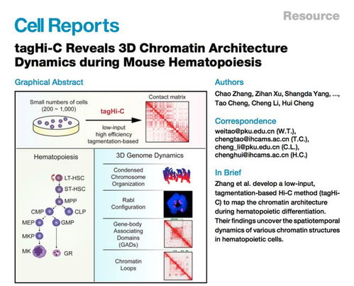 cell reports 微量細胞染色質(zhì)構(gòu)象捕獲技術及其在小鼠造血譜系中的應用